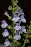 Heartleaf skullcap